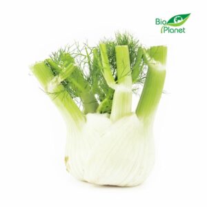 OPAKOWANIE ZBIORCZE (kg) - KOPER WŁOSKI ŚWIEŻY (FENKUŁ) BIO (około 5 kg)