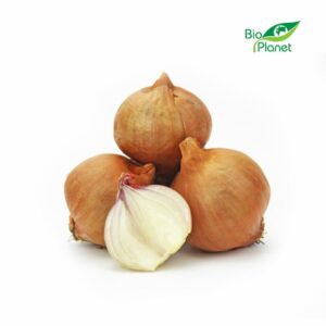 CEBULA SZALOTKA ŚWIEŻA BIO (około 0,50 kg)